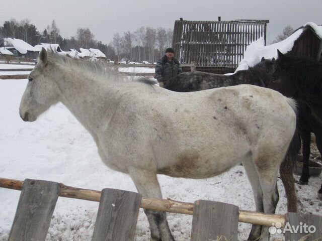 Лошади башкирской породы купить на Зозу.ру - фотография № 4