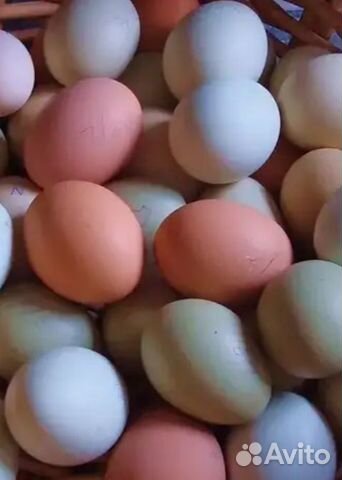 Яйцо инкубационное: розовое, голубое,зеленое купить на Зозу.ру - фотография № 1