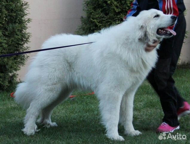 Большая перинейская горная собака - щенки купить на Зозу.ру - фотография № 2