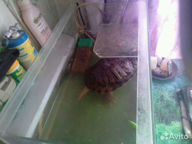 Огромная черепаха, аквариум в сборе-обмен купить на Зозу.ру - фотография № 4