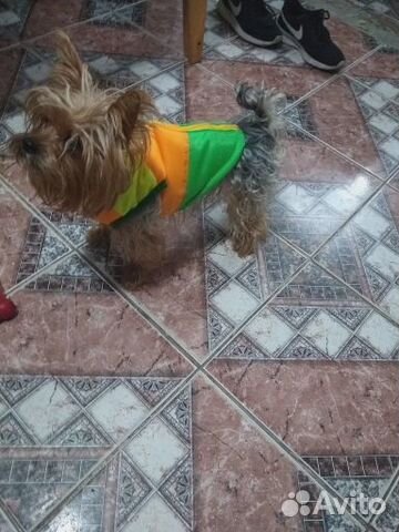 Одежда для собак 33 см и 23 см Одежда для собак 33 см и 23 см