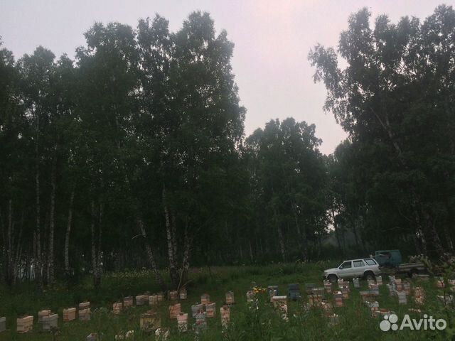Пчеломатки Карника F1 купить на Зозу.ру - фотография № 8