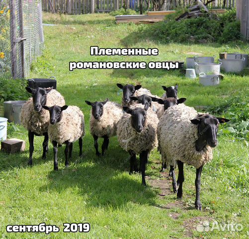 Племенные овцы с документами купить на Зозу.ру - фотография № 7