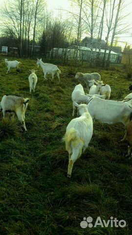 Молодые козлы и козы купить на Зозу.ру - фотография № 3