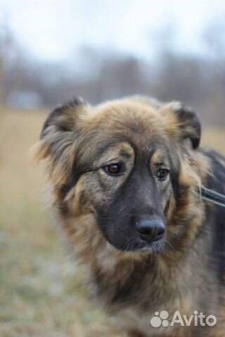 Очень нежная собака из приюта в дар купить на Зозу.ру - фотография № 9