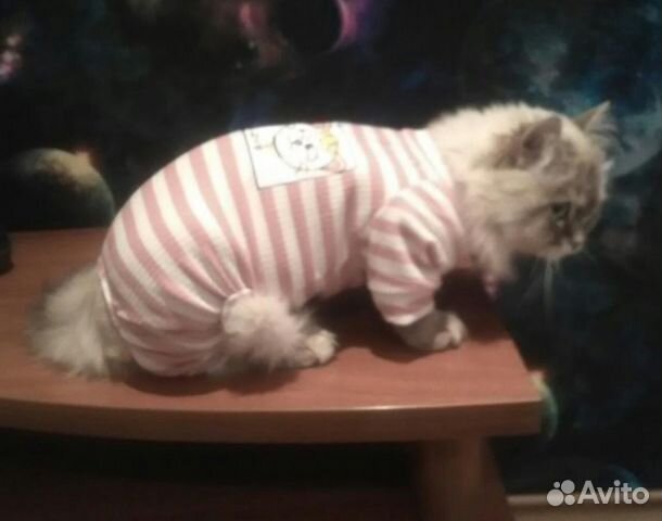 Одежда для кошек (комбинезон) купить на Зозу.ру - фотография № 1