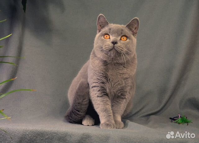 Британский котик, возможно в разведение купить на Зозу.ру - фотография № 1
