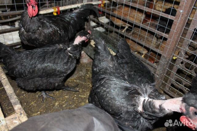 Инкубационные яйца, цыплята породистых кур купить на Зозу.ру - фотография № 5