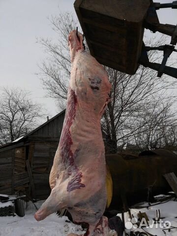 Мясо быков купить на Зозу.ру - фотография № 2