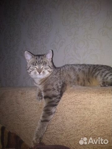 Кошка Кошка