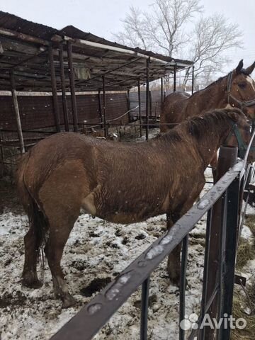 Лошади купить на Зозу.ру - фотография № 6