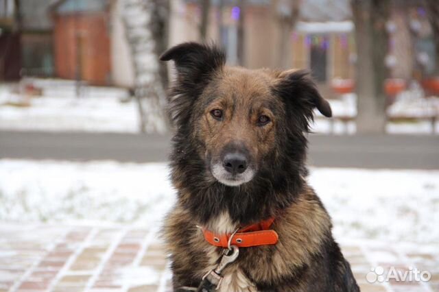 Собака в надёжные руки купить на Зозу.ру - фотография № 3