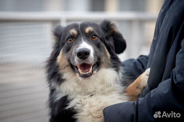 Красивый пёс в дар, собака в добрые руки, добрый п купить на Зозу.ру - фотография № 2