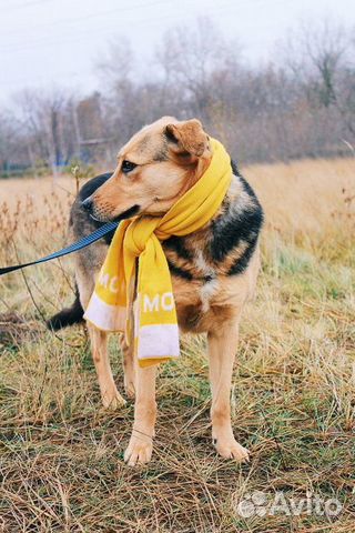 Нежная собака в дар купить на Зозу.ру - фотография № 4