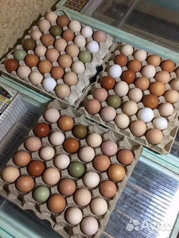 Инкубационное яйцо купить на Зозу.ру - фотография № 4