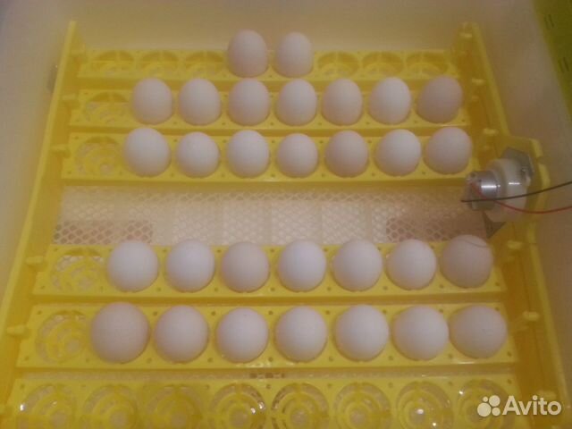 Цыпленок, яйцо на инкубацию купить на Зозу.ру - фотография № 10