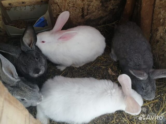 Кролики самки самцы крольчата купить на Зозу.ру - фотография № 3