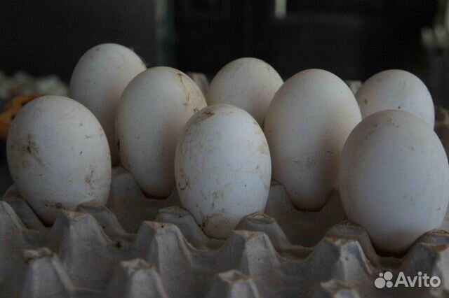 Инкубационное яйцо гуся купить на Зозу.ру - фотография № 1