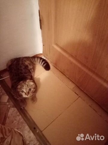 Веслаухая кошка купить на Зозу.ру - фотография № 3