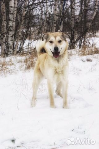 Отдам в хорошие руки, нежная Девочка Флёр