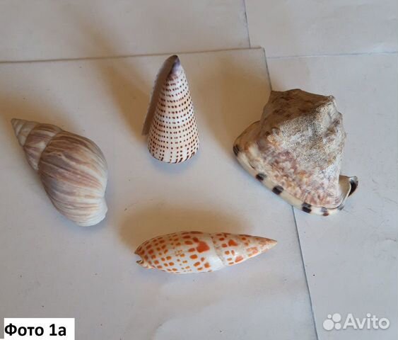 Раковины морские Раковины морские