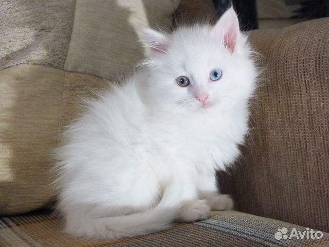 Белые котята в добрые руки купить на Зозу.ру - фотография № 4