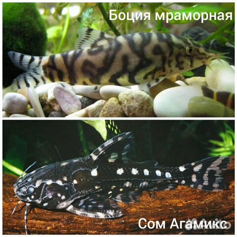 Рыбы купить на Зозу.ру - фотография № 5