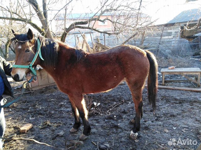 Продаётся Лошадь купить на Зозу.ру - фотография № 7