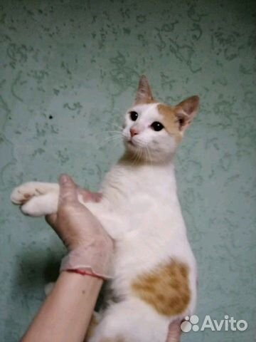 Котик подросток в добрые руки