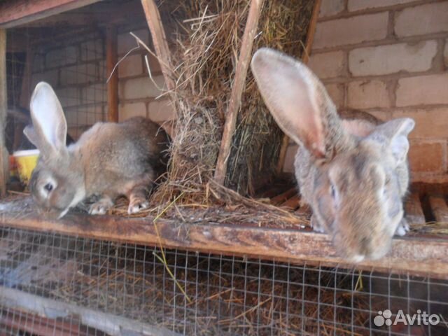 Кролики крупных пород купить на Зозу.ру - фотография № 1