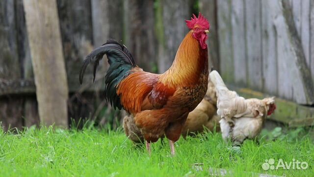 Петух красивый и 2 курицы купить на Зозу.ру - фотография № 1