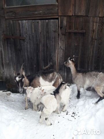 Продаются козы купить на Зозу.ру - фотография № 6