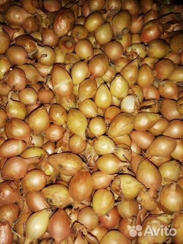 Лук-севок Лук-севок