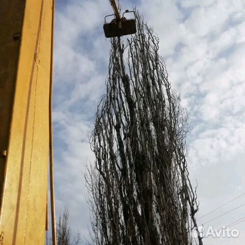 Спил деревьев любой сложности