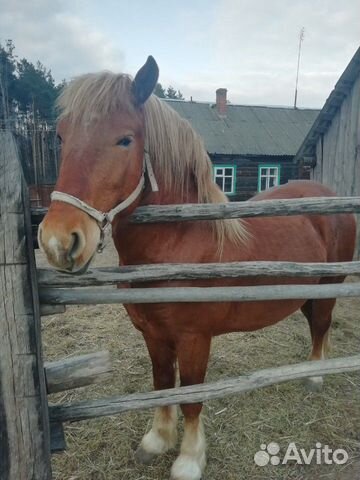 Продам коня купить на Зозу.ру - фотография № 2