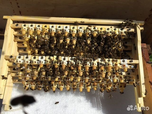 Продажа маток пчелиных, плодных, неплодных, маточн купить на Зозу.ру - фотография № 1