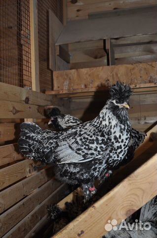 Инкубационное яйцо и цыплята павловской породы кур купить на Зозу.ру - фотография № 10