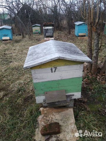 Улей,пчёлы купить на Зозу.ру - фотография № 2