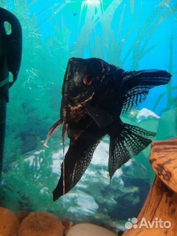 Рыбки аквариумные скалярия и сомик мешкожаберный купить на Зозу.ру - фотография № 4