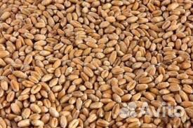 Продается зерно и сено в квадратных тюках купить на Зозу.ру - фотография № 1