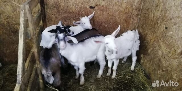 Нубийско-заанинские козы купить на Зозу.ру - фотография № 4