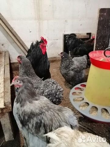 Утки, куры, яйца цыплята купить на Зозу.ру - фотография № 6