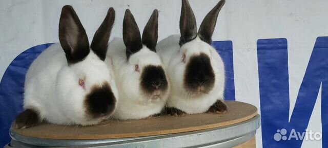 Кролики калифорнийцы купить на Зозу.ру - фотография № 6