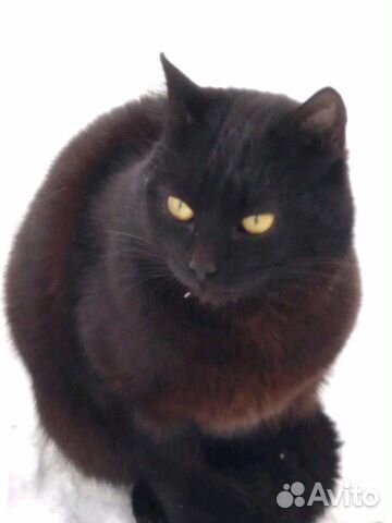 Молоденький котик-чёрная пантера купить на Зозу.ру - фотография № 1