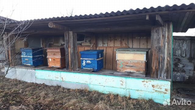 Пчелиные семьи продаю купить на Зозу.ру - фотография № 2