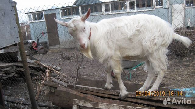 Вязка коз купить на Зозу.ру - фотография № 2