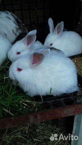 Кролики, крольчата купить на Зозу.ру - фотография № 3