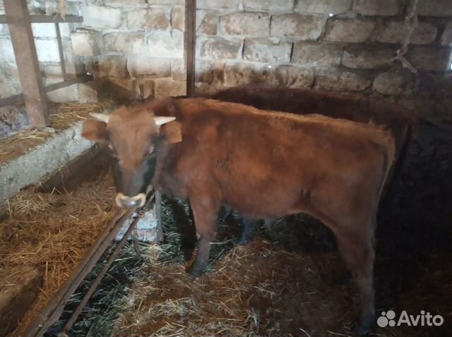 Корова, два бычка купить на Зозу.ру - фотография № 7