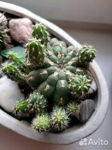 Кактус Matucana polzii