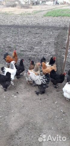 Цыплята помесь брама с домашней курицей купить на Зозу.ру - фотография № 2